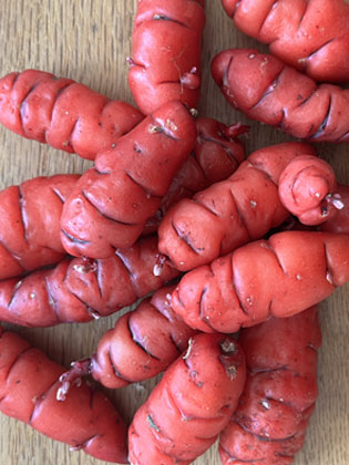 Oca: New Zealand Red
