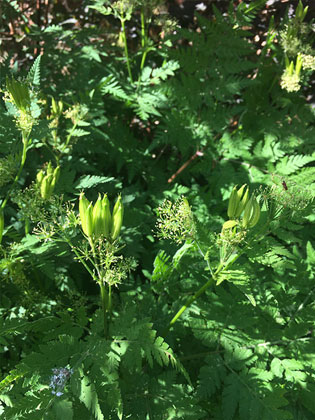 Sweet Cicely